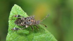 Merocoris