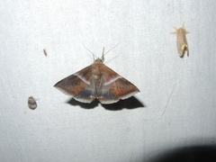 Parallelia calefaciens