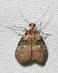 Pococera militella
