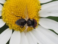 Elomya lateralis