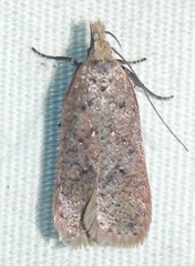 Dichomeris ventrellus