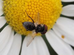 Elomya lateralis