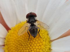 Elomya lateralis