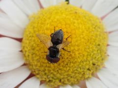 Elomya lateralis