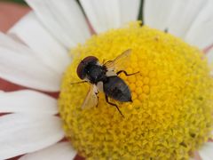Elomya lateralis