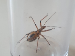 Rhynocoris punctiventris