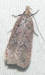 Dichomeris ventrellus