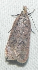 Dichomeris ventrellus