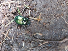 Halffterius rufoclavatus