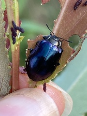 Chrysomela cuprea