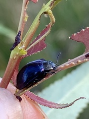 Chrysomela cuprea