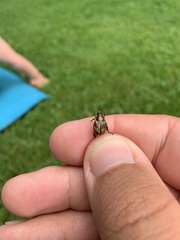 Scarabaeidae