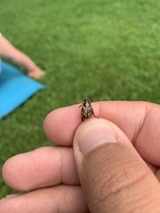 Scarabaeidae