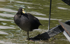 Red-Gartered Coot photo 3