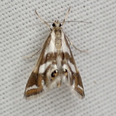 Chrysendeton imitabilis