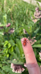 Tetraopes tetrophthalmus