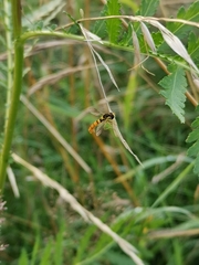 Sphaerophoria philanthus