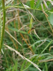Sphaerophoria philanthus