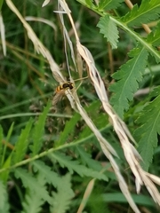 Sphaerophoria philanthus