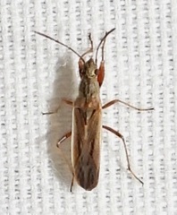 Paromius longulus