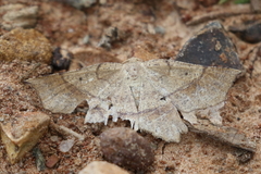 Euchlaena obtusaria