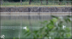 Larus michahellis michahellis