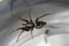 Sergiolus columbianus