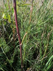 Seseli annuum