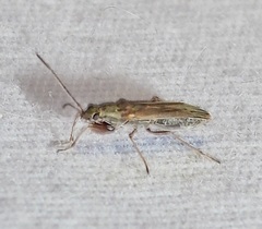 Paromius longulus