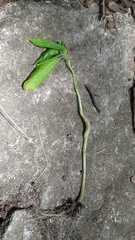Puccinia komarovii
