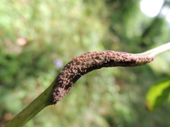 Puccinia komarovii