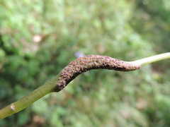 Puccinia komarovii