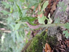 Puccinia komarovii