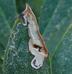 Stigmella heteromelis