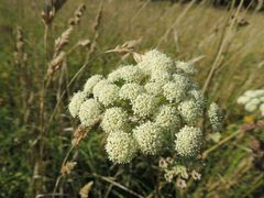 Seseli annuum