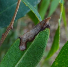 Stigmella heteromelis