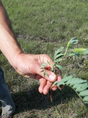 Astragalus canadensis