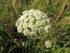 Seseli annuum