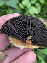 Psathyrella rugocephala