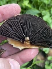 Psathyrella rugocephala