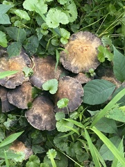 Psathyrella rugocephala