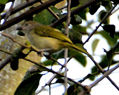 Cyclarhis nigrirostris