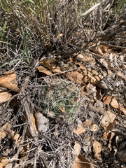 Mammillaria wrightii wrightii