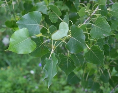 Populus deltoides deltoides