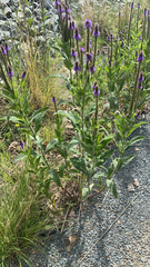 Verbena macdougalii