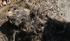 Genetta genetta genetta