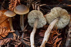 Lyophyllaceae