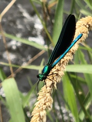 Calopteryx maculata