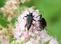 Brachyleptura