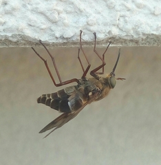 Pangonius
